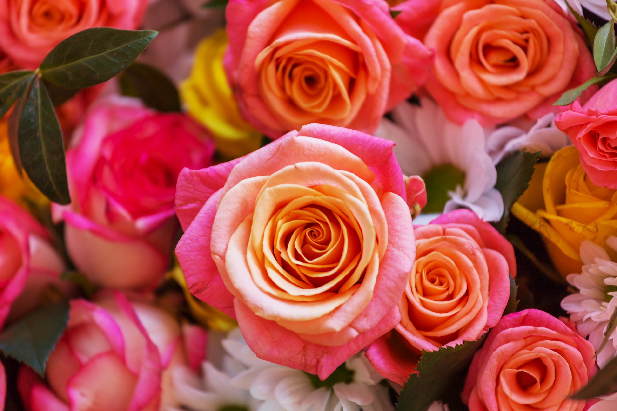 Growing premium flowers across Kenya.